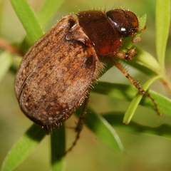 Odontria xanthosticta