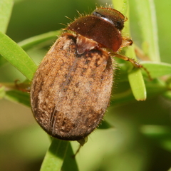 Odontria xanthosticta