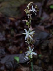 Chlorophytum borivilianum