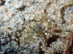 Halicarcinus