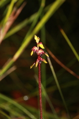 Genoplesium ruppii