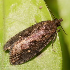 Cryptaspasma querula