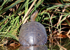Trachemys ornata