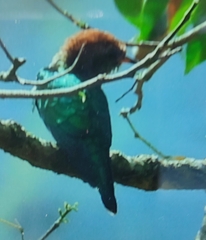 Chrysococcyx maculatus