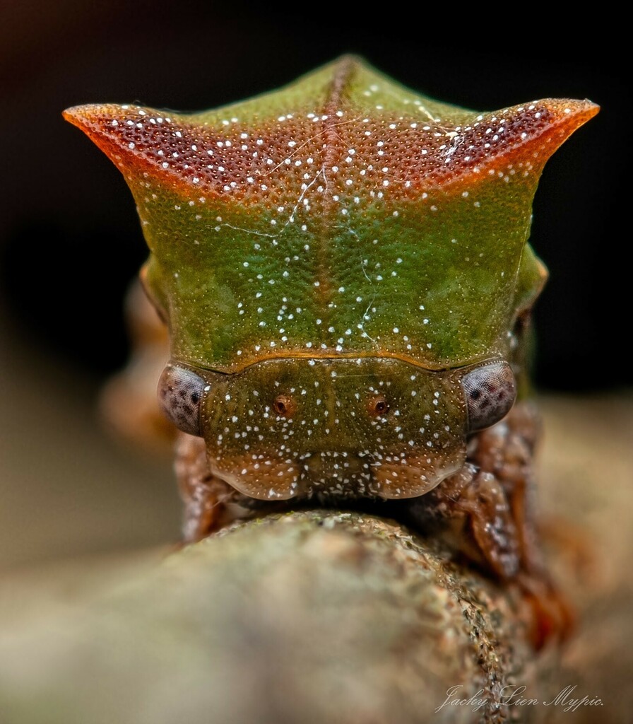 Green Treehopper