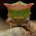 Green Treehopper - Photo (c) Jacky Lien., some rights reserved (CC BY-NC-ND), uploaded by Jacky Lien.