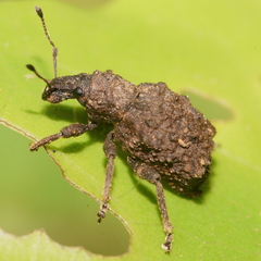 Lyperobates