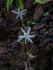Chlorophytum borivilianum