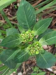 Euphorbia heterophylla