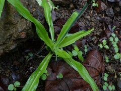 Chlorophytum borivilianum