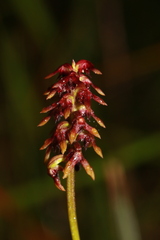 Genoplesium ruppii