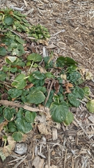 Barbarea