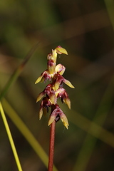 Genoplesium ruppii