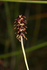 Genoplesium ruppii