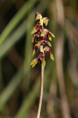 Genoplesium ruppii