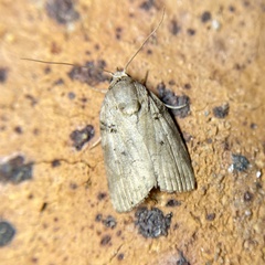 Nycteola polycyma