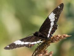Limenitis arthemis rubrofasciata