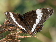 Limenitis arthemis rubrofasciata