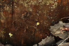 Chrysomphalina grossula