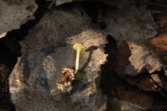 Chrysomphalina grossula