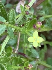 Galium porrigens porrigens