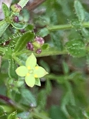 Galium porrigens porrigens