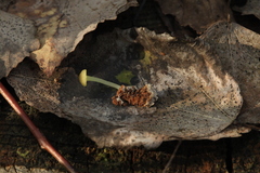 Chrysomphalina grossula