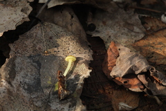 Chrysomphalina grossula
