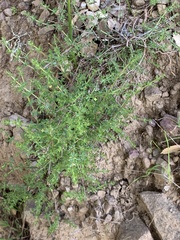 Galium porrigens porrigens