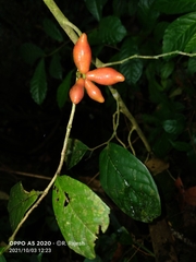 Meiogyne
