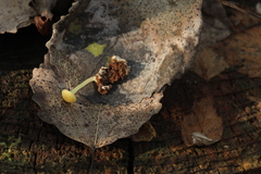 Chrysomphalina grossula