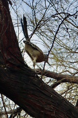 Geococcyx californianus