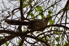 Geococcyx californianus