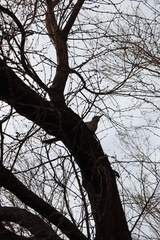 Geococcyx californianus