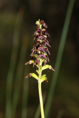 Genoplesium ruppii