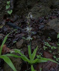Chlorophytum borivilianum