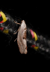 Tymbophora peltastis