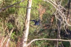 Gallinago hardwickii