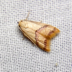 Hapaloteucha paragramma