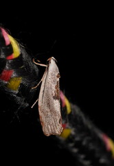 Tymbophora peltastis