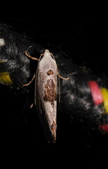 Tymbophora peltastis