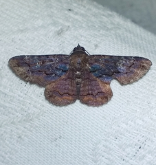 Pseudyrias lineata