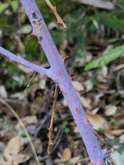 Rubus leucodermis