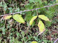 Rubus leucodermis