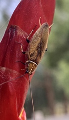 Balta bicolor