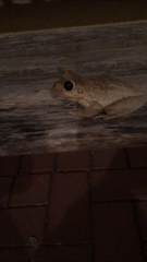Osteopilus septentrionalis