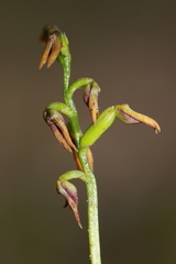 Genoplesium ruppii