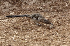 Geococcyx californianus