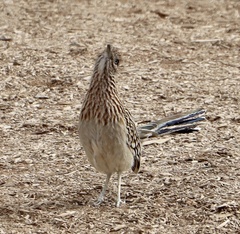 Geococcyx californianus