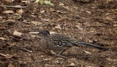 Geococcyx californianus